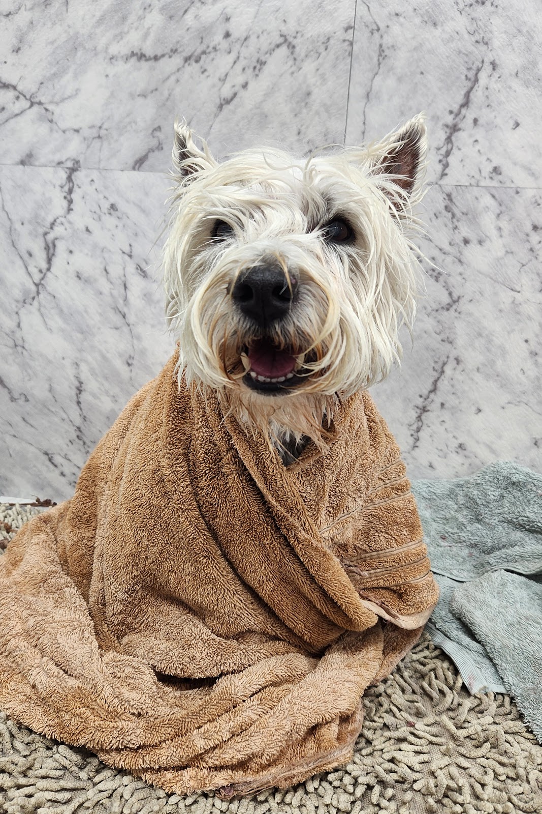 A small white terrier wrapped in a towel after a bath in the studio