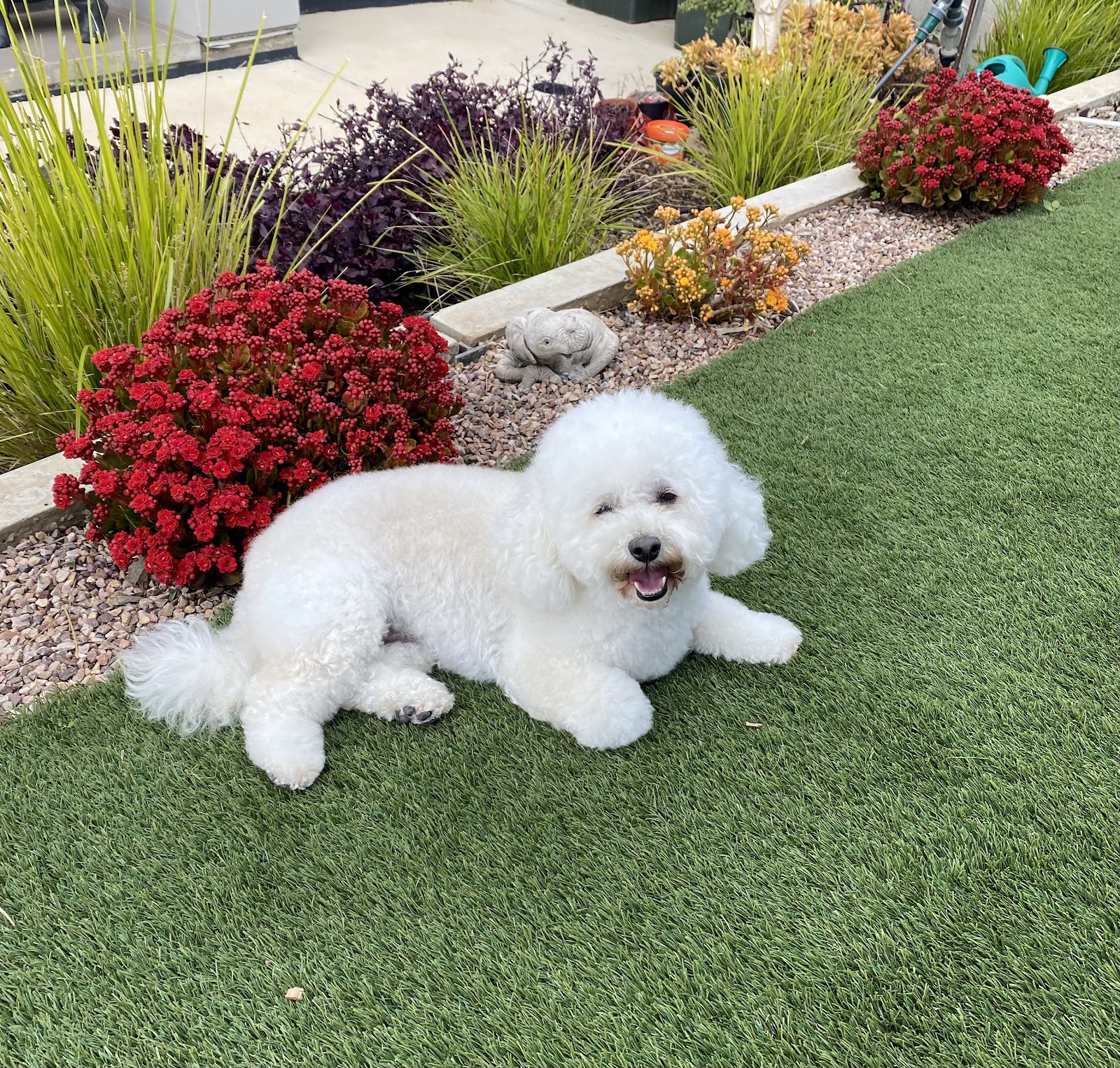 A white fluffy dog relaxing on the lawn beside a garden bed of red flowers
