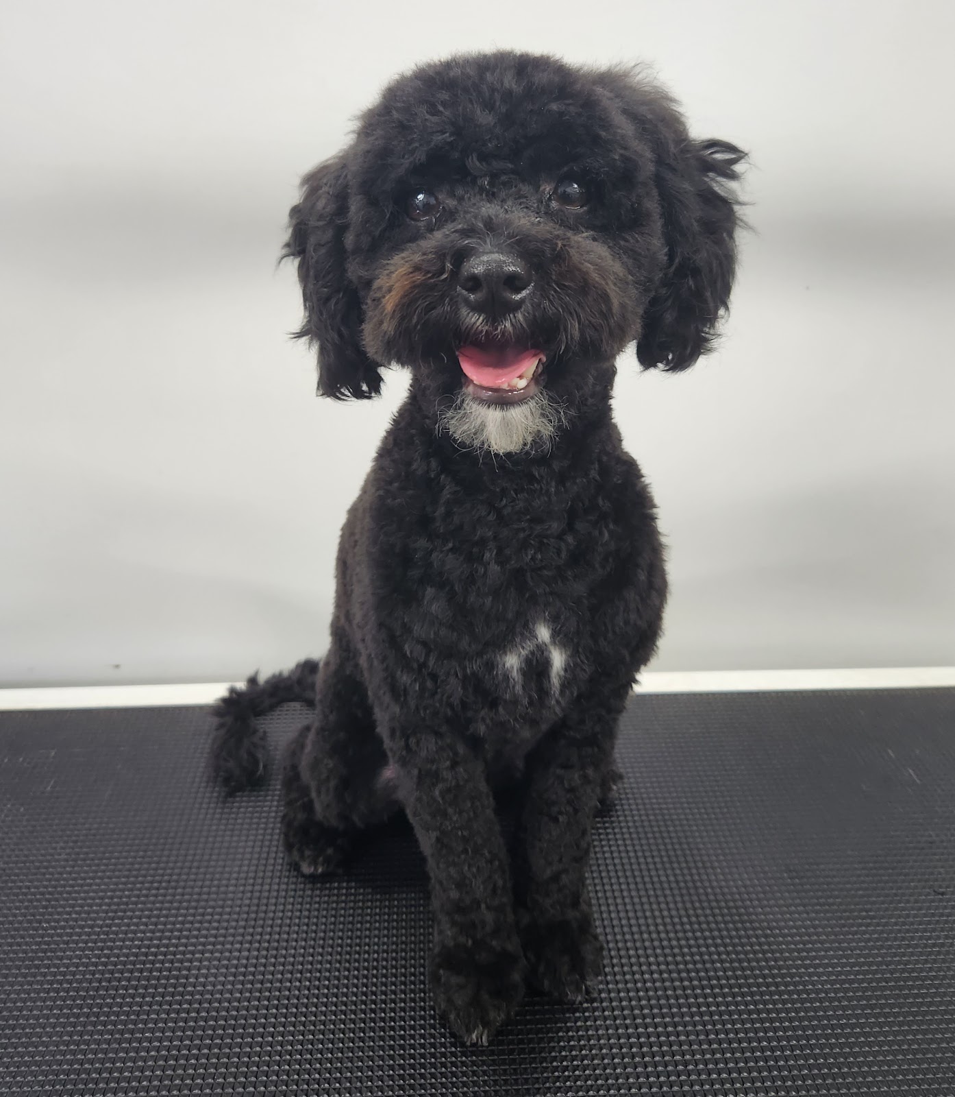 A small black curly dog sitting on the grooming table