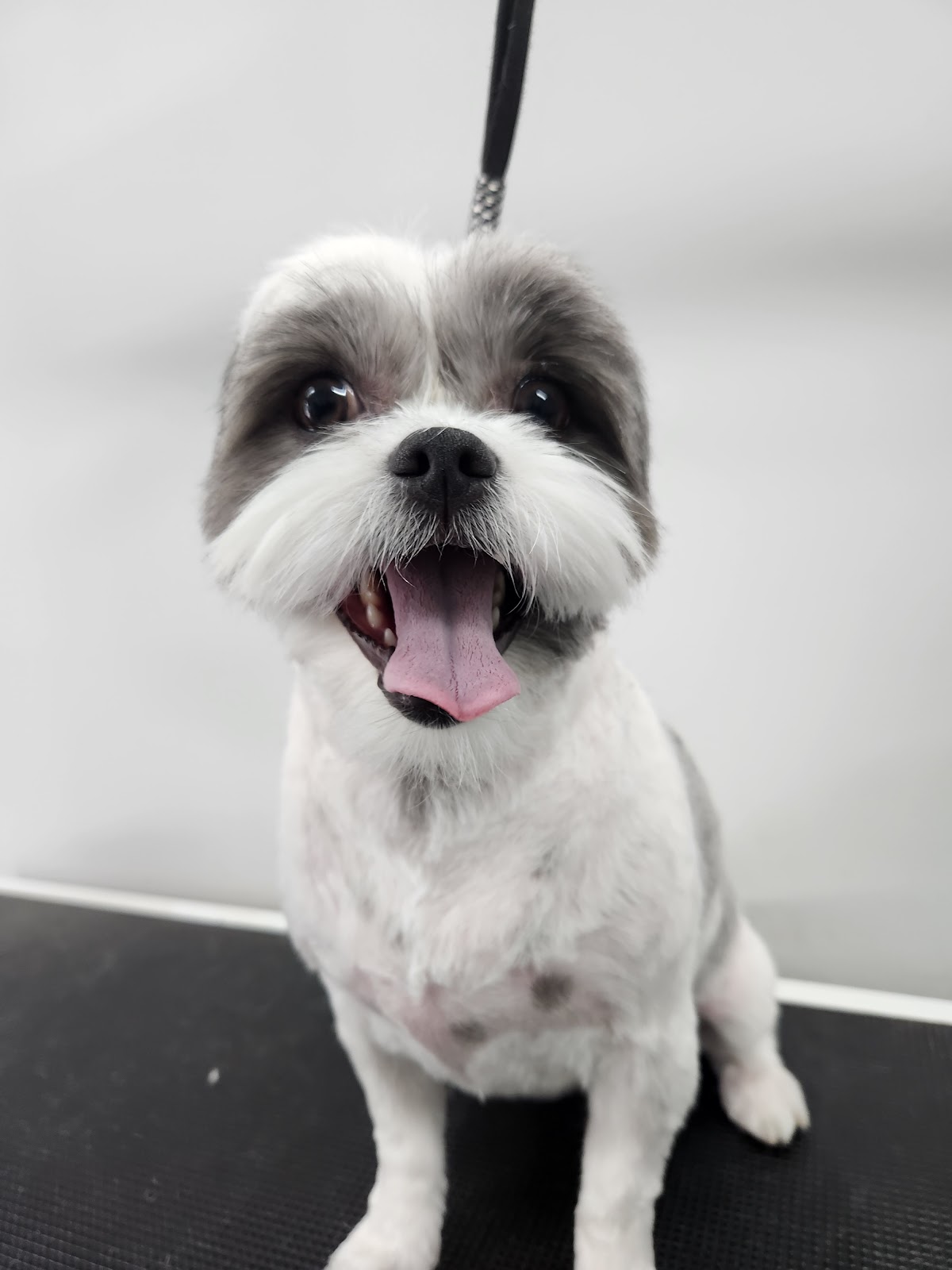 A grey and white dog looking happy on the grooming table