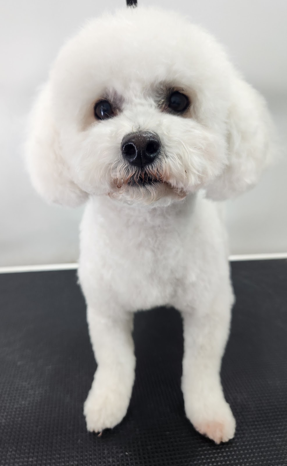 A white fluffy dog standing on the grooming table after a full groom